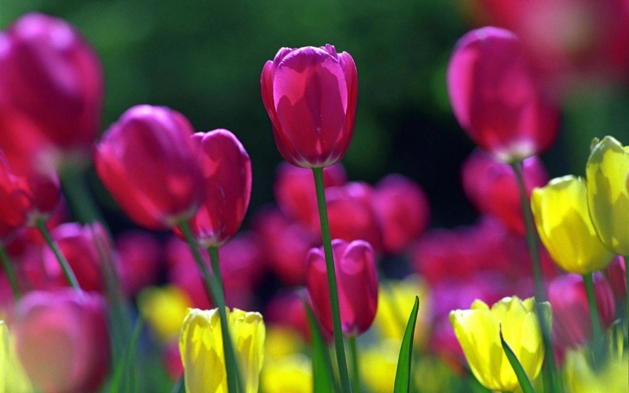 spring-tulips-wallpapers_2319_1280x800.j