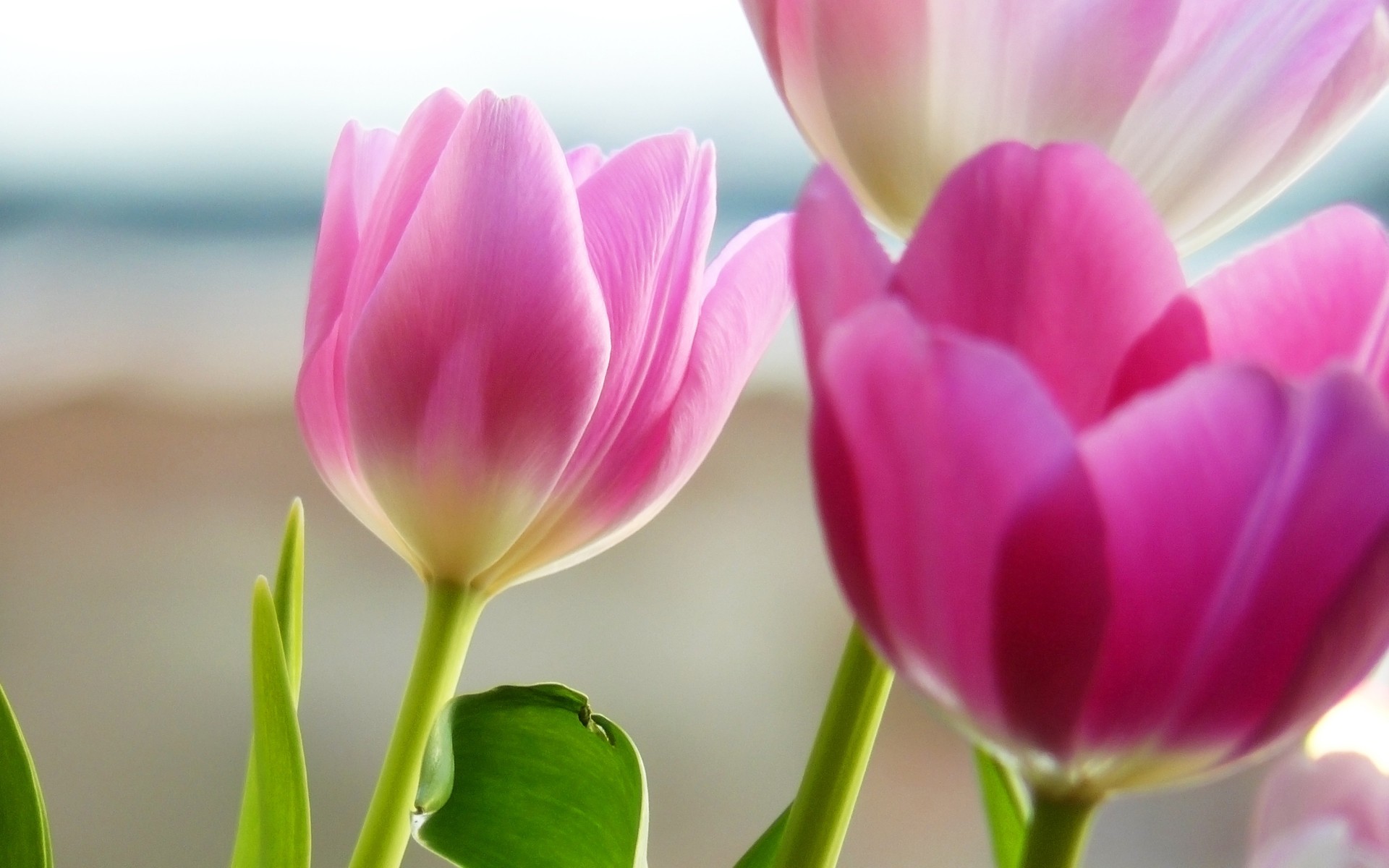 tulips-in-spring-wallpapers_8457_1920x12