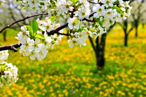 spring_flower_T2519.jpg