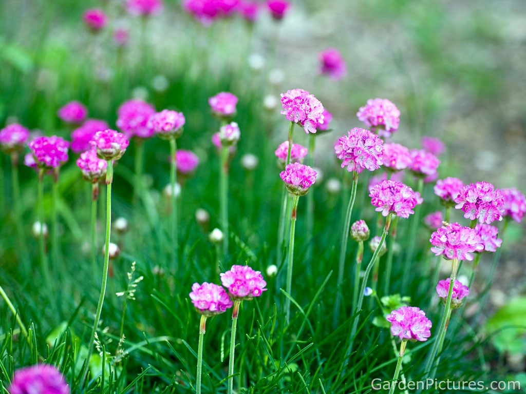 pink-flower-photo-background-armeria-mar