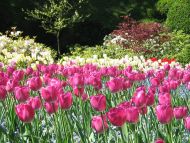 pink-white-tulips-garden.jpg